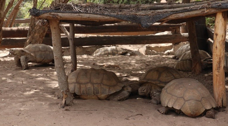 «قرية السلاحف».. قبلة السياح في السنغال